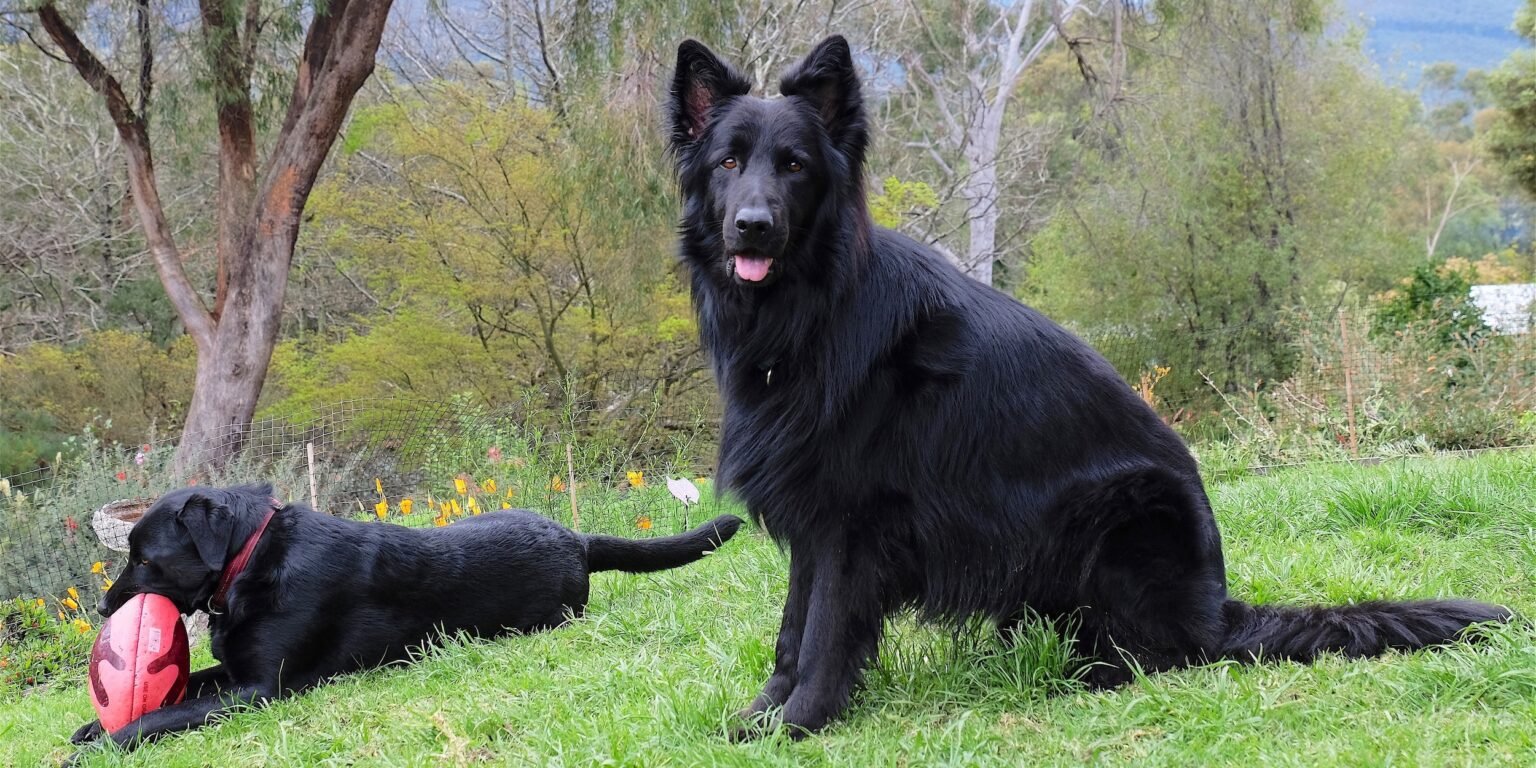 Spirulina and Chlorella for Dogs Paw Printz