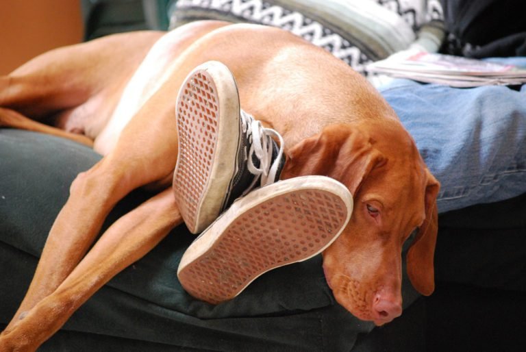Do You Have A Velcro Dog? Paw Printz