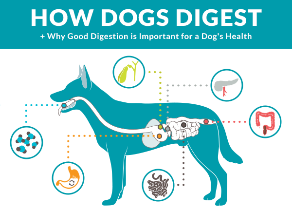 Digestive Enzymes For Dogs | Paw Printz